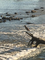 Nycticorax nycticorax
