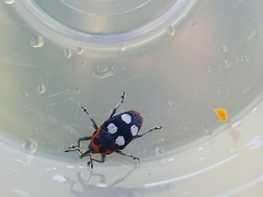 Megabaris quadriguttata