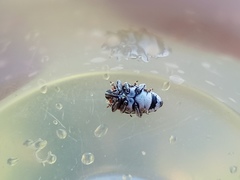 Megabaris quadriguttata