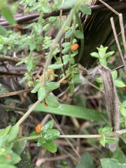 Galium hypocarpium