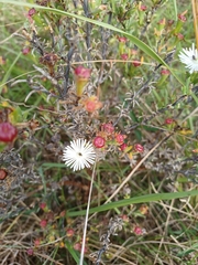 Lampranthus productus