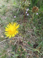 Berkheya heterophylla