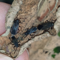 Acroleucus neomaurus