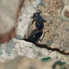 Acroleucus neomaurus