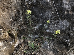 Erysimum crepidifolium
