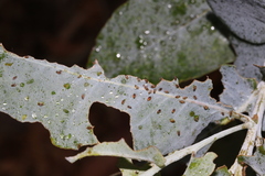 Ctenarytaina eucalypti