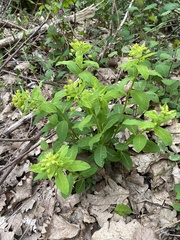 Euphorbia squamosa