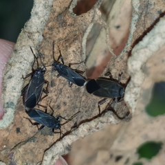 Acroleucus neomaurus