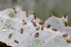 Ctenarytaina eucalypti