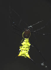 Micrathena miles