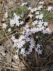 Phlox austromontana