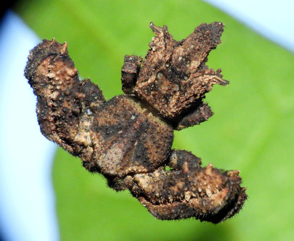 Epicadus stelloides