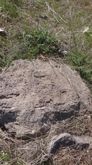 Ophisops elegans centralanatoliae