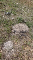 Ophisops elegans centralanatoliae