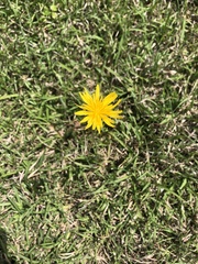 Krigia dandelion