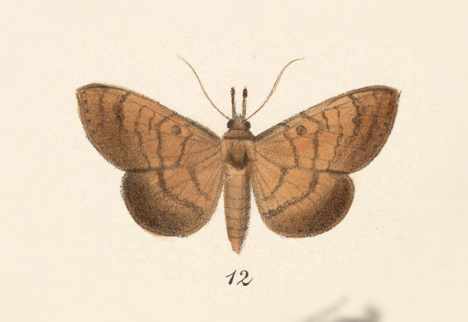 Metallata antias