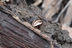 Calligrapha bidenticola