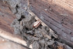 Calligrapha bidenticola