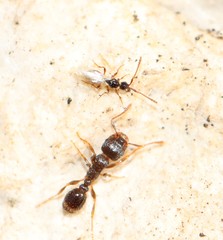 Tetramopria aurocincta