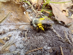 Andrena vaga