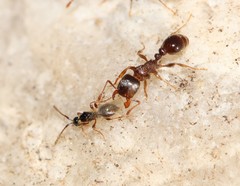 Tetramopria aurocincta