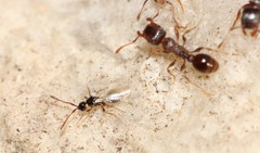 Tetramopria aurocincta