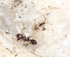 Tetramopria aurocincta