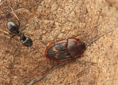 Amphotis marginata
