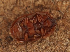 Amphotis marginata