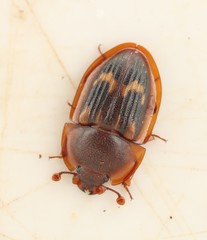 Amphotis marginata
