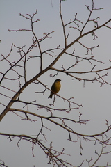 Chloris