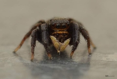 Euophrys herbigrada