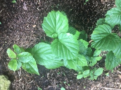 Viburnum bracteatum