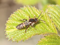 Nomada signata