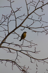 Chloris