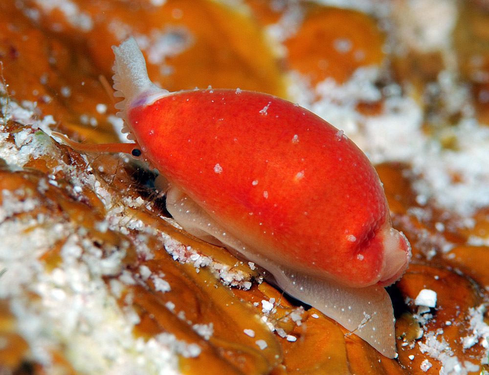 Micro-tooth Cowrie