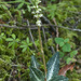 Western Rattlesnake Plantain - Photo (c) Richard Droker, some rights reserved (CC BY-NC-ND)