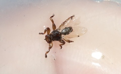 Lipoptena depressa