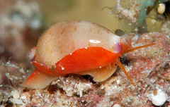 Purpuradusta microdon