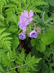 Geranium erianthum