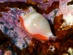 Purpuradusta microdon