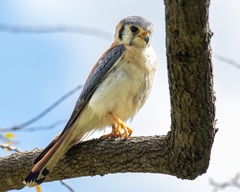 Falco sparverius dominicensis