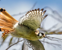 Falco sparverius dominicensis