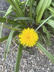 Taraxacum