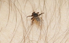 Lipoptena depressa