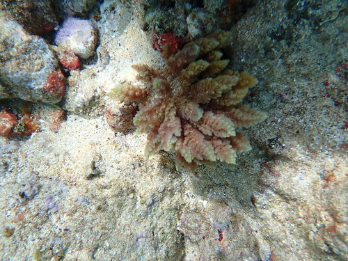 Asparagopsis taxiformis observed 2022-04-17
