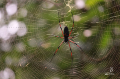 Nephila kuhli
