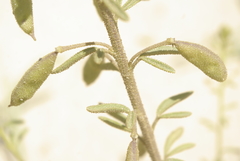 Cleome amblyocarpa image