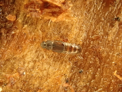 Phloeonomus