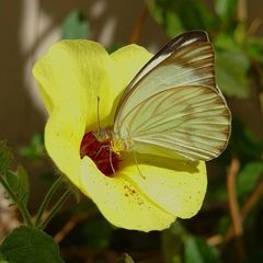 Pavonia cancellata